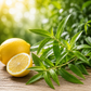 Lemon Verbena: Pre-Scented Beads