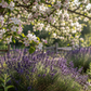 Apple Blossom & Lavender (Type): Pre-Scented Beads
