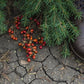 Cowboy Christmas: Pre-Scented Beads
