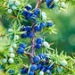 Juniper & Pine (Type): Pre-Scented Beads