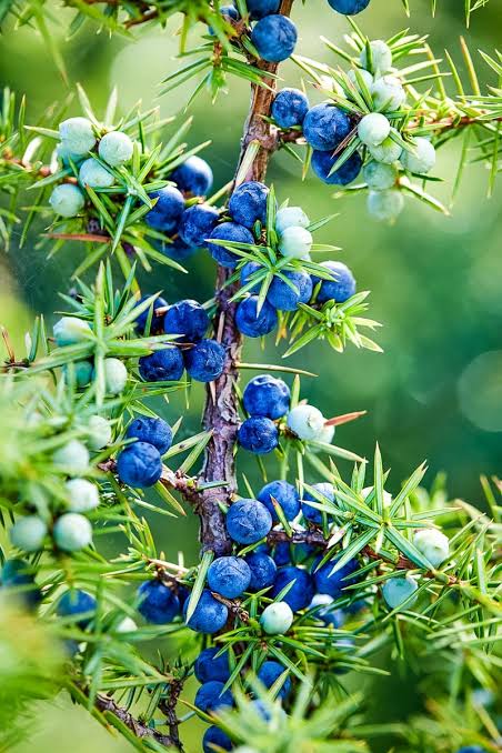 Juniper & Pine (Type): Pre-Scented Beads