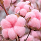 Pink Cotton: Pre-Scented Beads