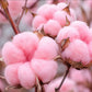 Pink Cotton: Fragrance Oil